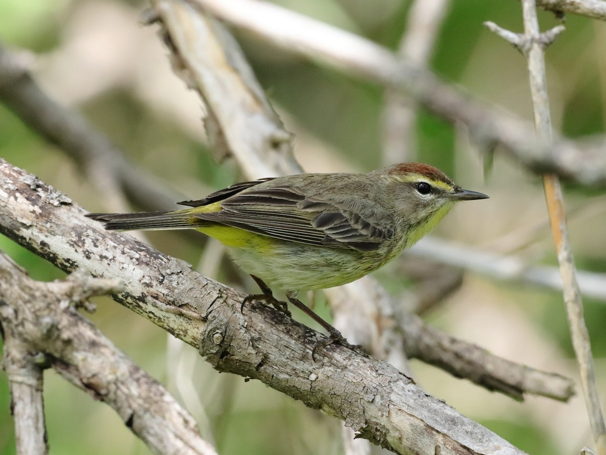 Palm Warbler - ML571300221