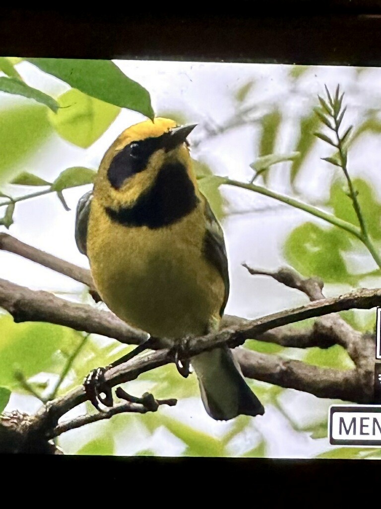 Lawrence's Warbler (hybrid) - ML571300361