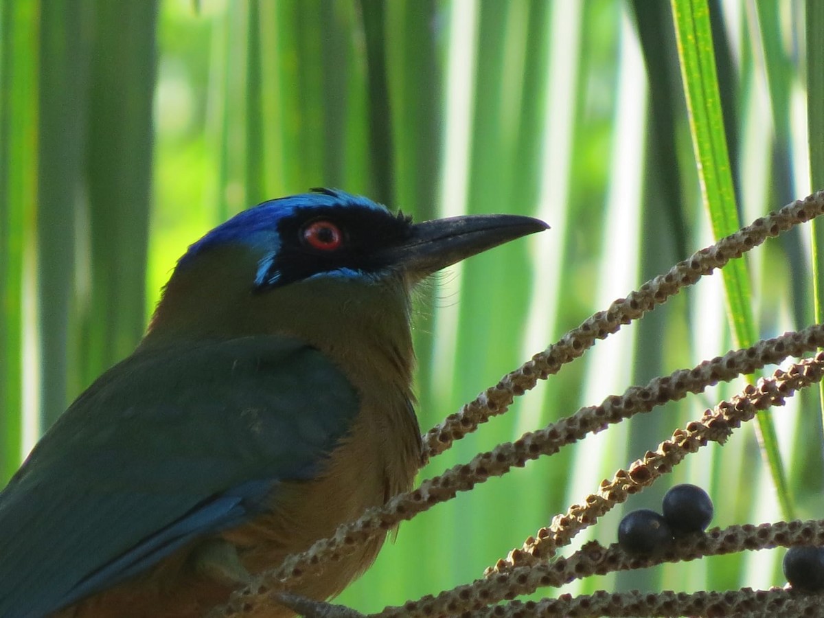 Amazonian Motmot - ML571301401