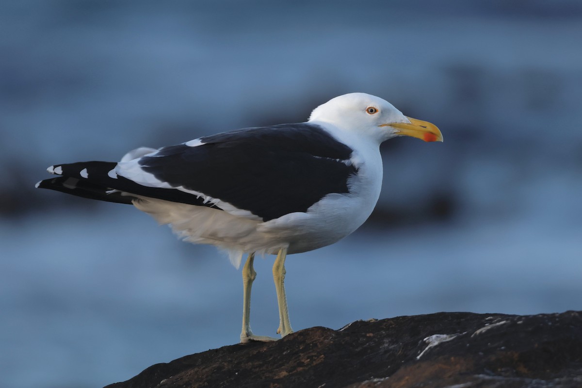 Kelp Gull - Luke Goddard