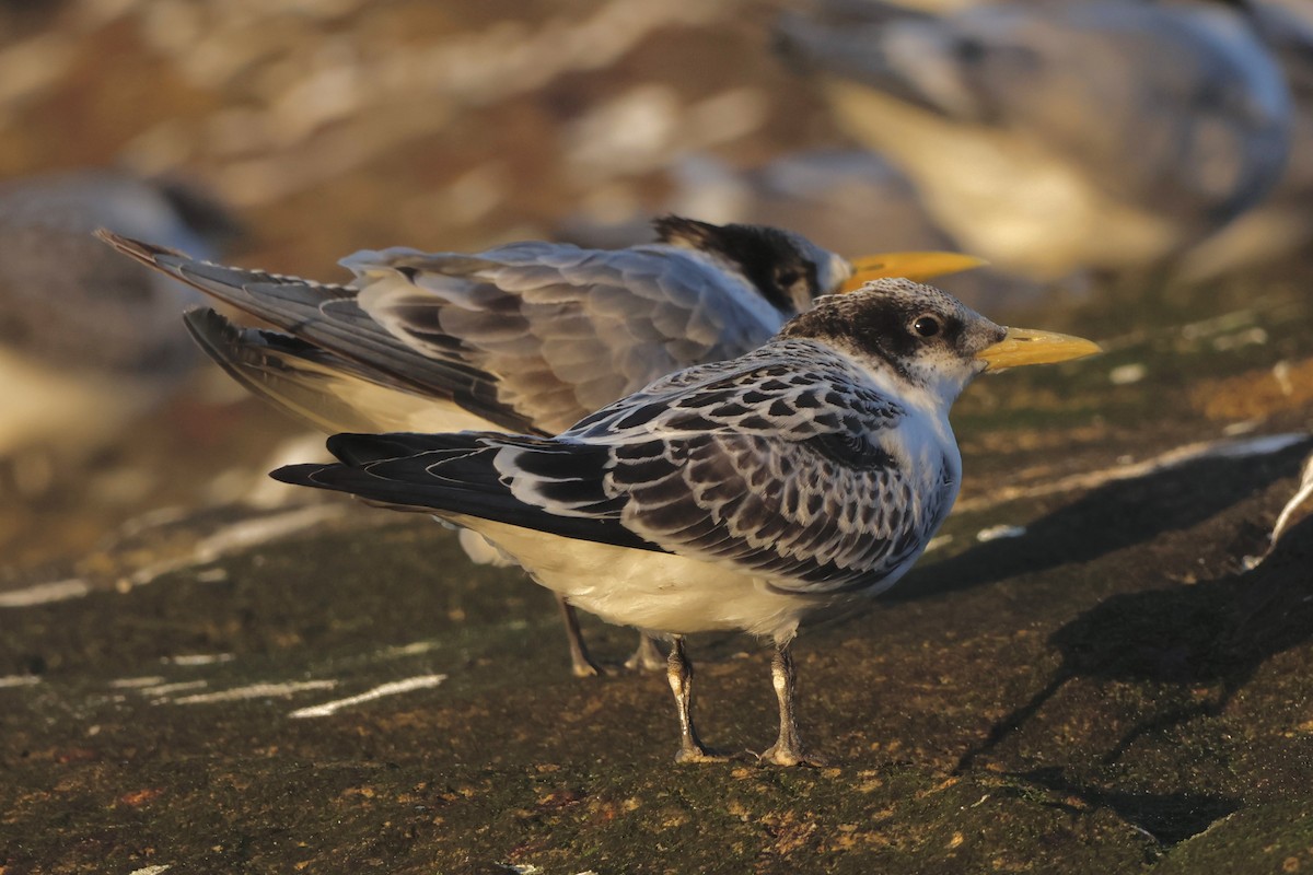 Great Crested Tern - Luke Goddard