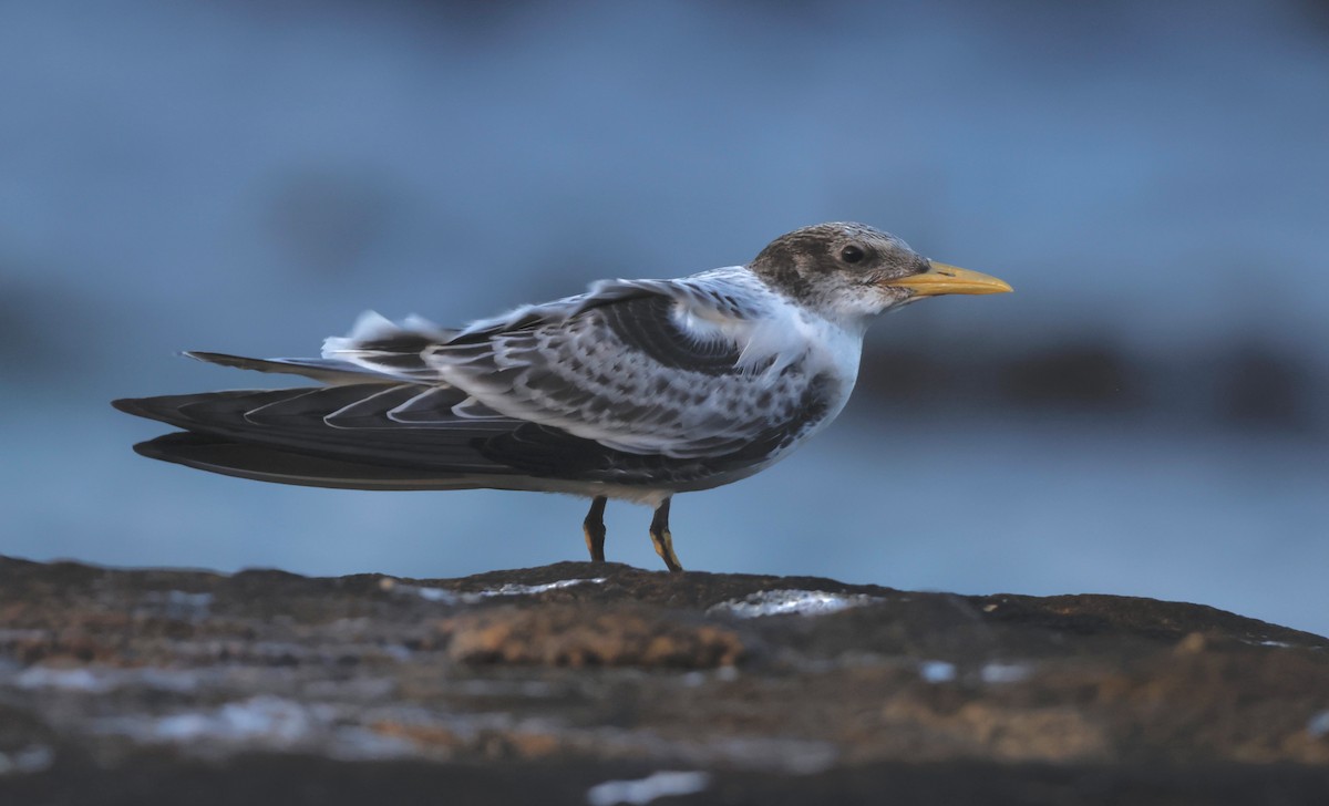 Great Crested Tern - ML571301921