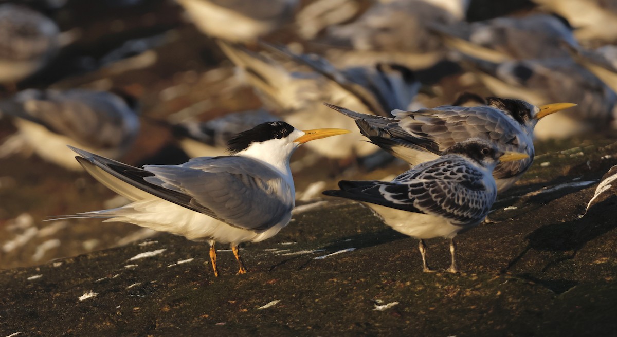 Great Crested Tern - ML571301971
