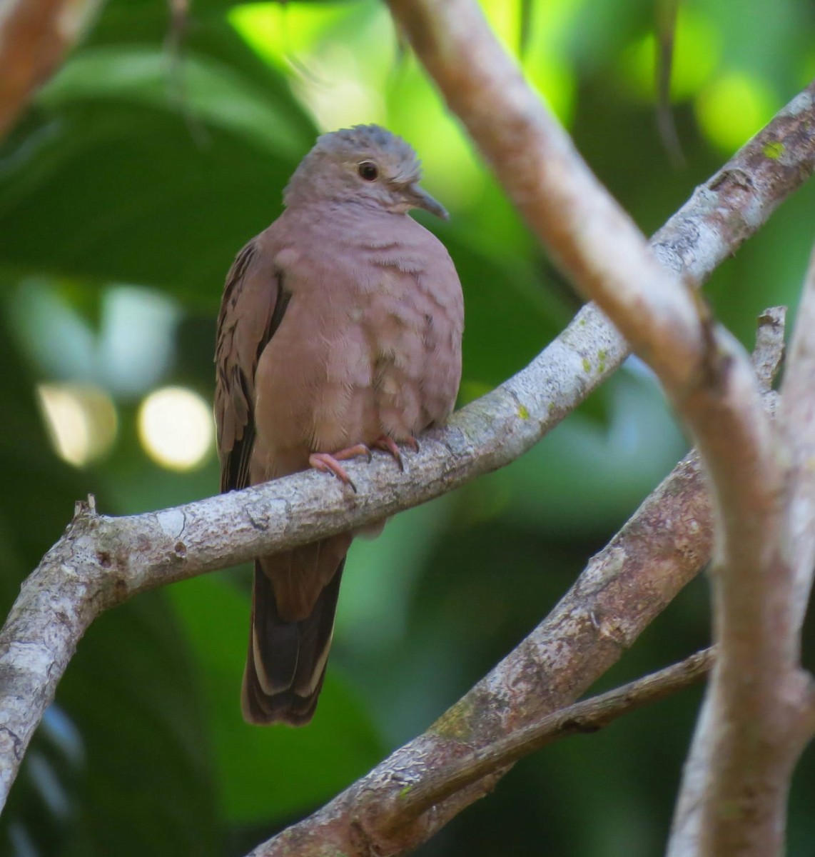 Ruddy Ground Dove - ML571302411