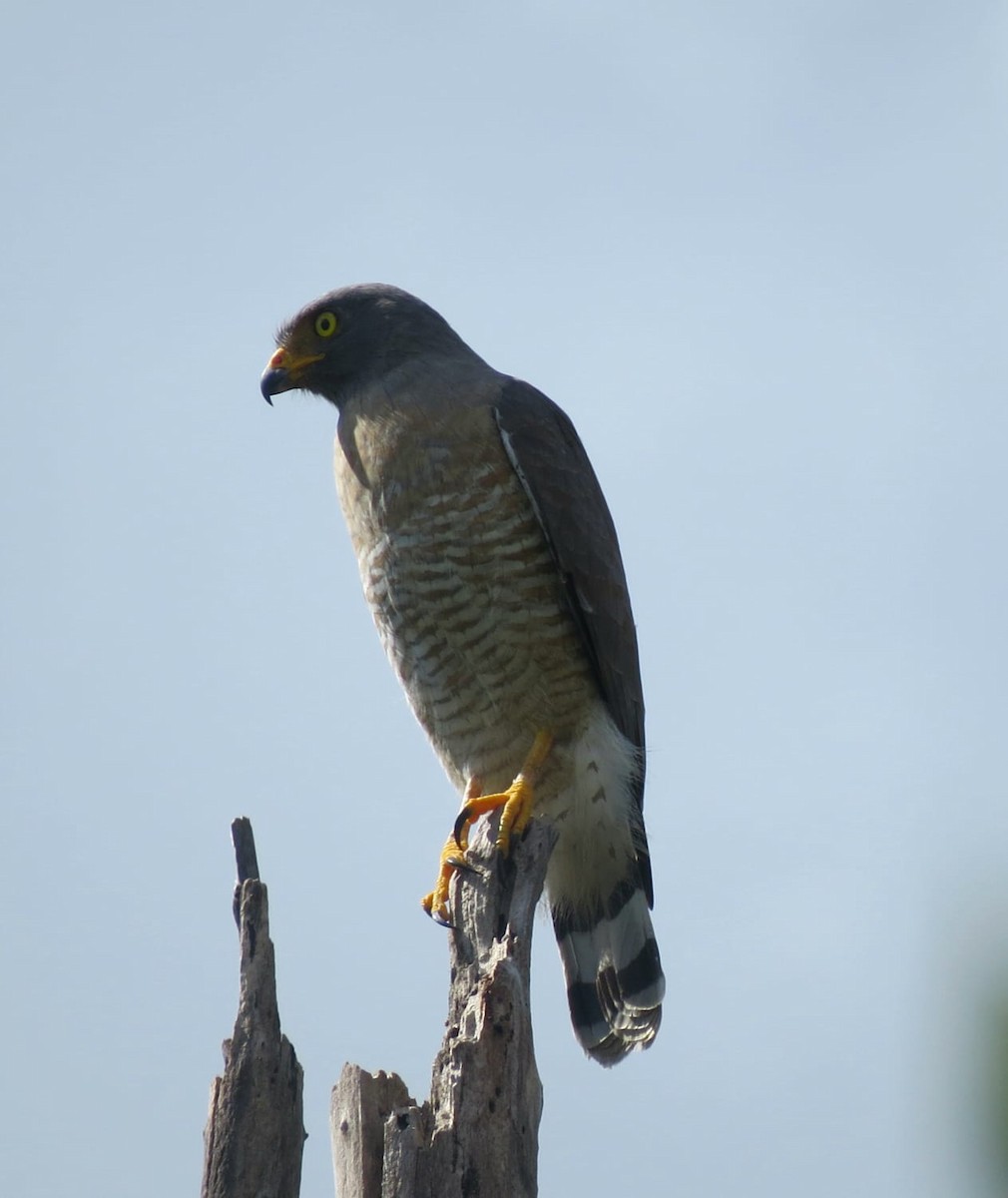 Roadside Hawk - ML571302541