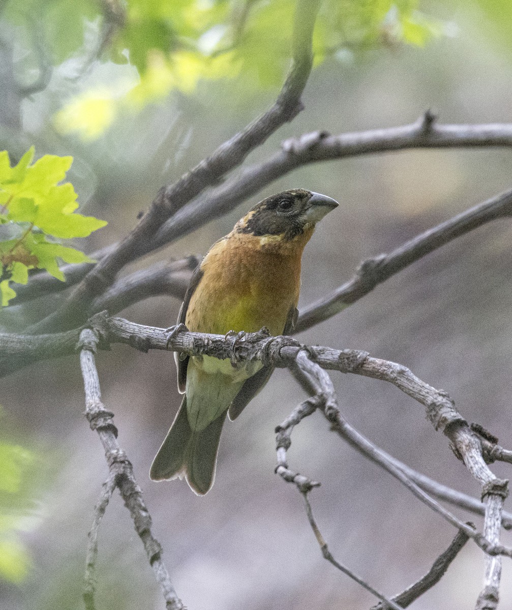 Black-headed Grosbeak - ML571303571