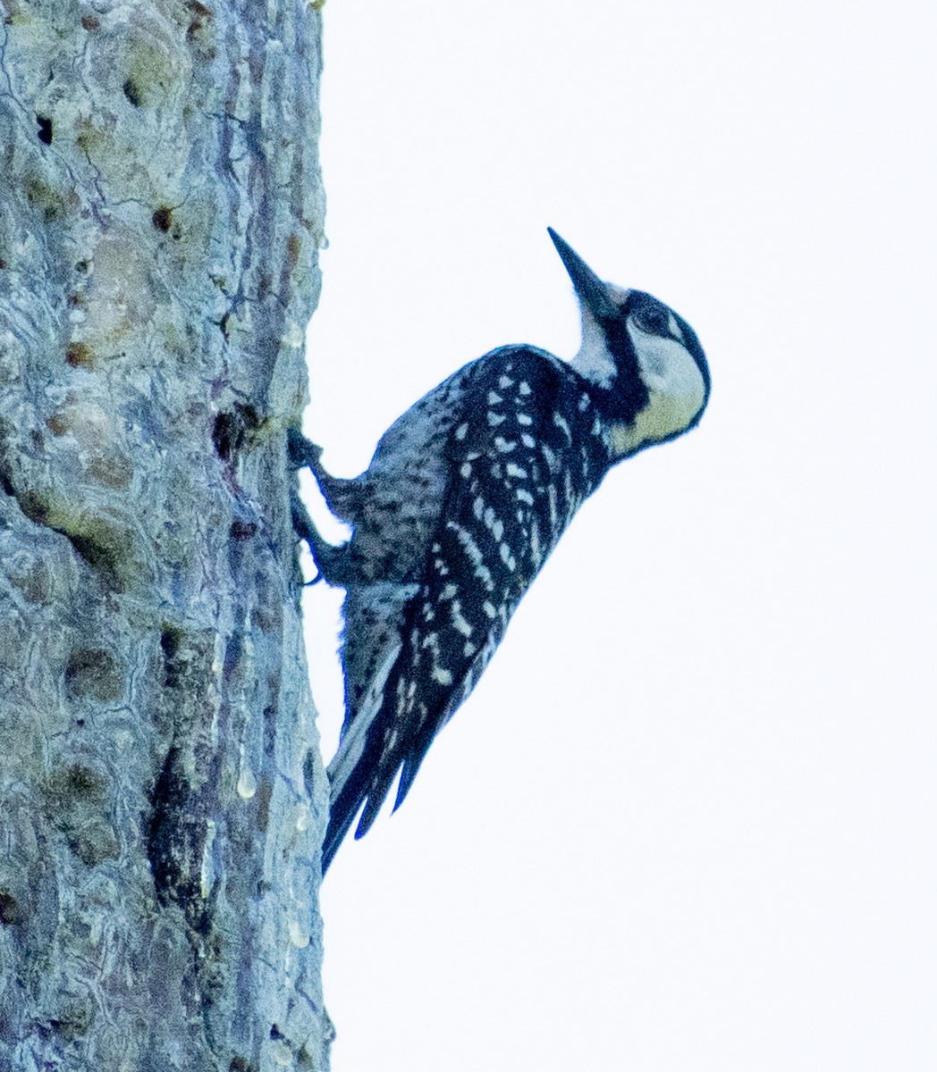 Red-cockaded Woodpecker - ML571304461