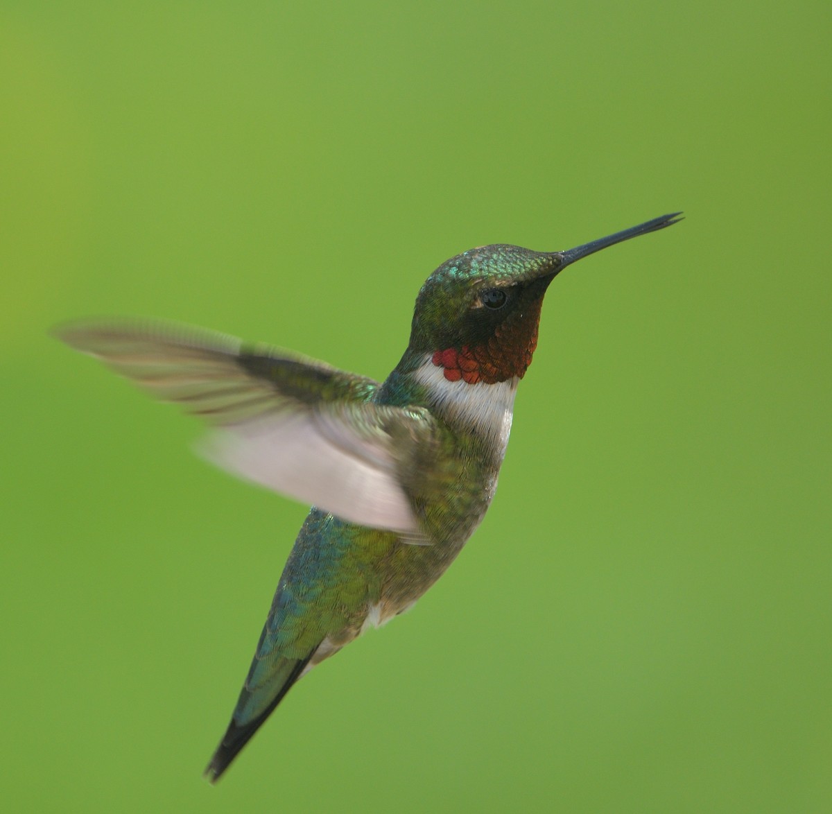 Ruby-throated Hummingbird - ML571304521