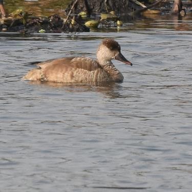 Red-crested Pochard - ML571305231