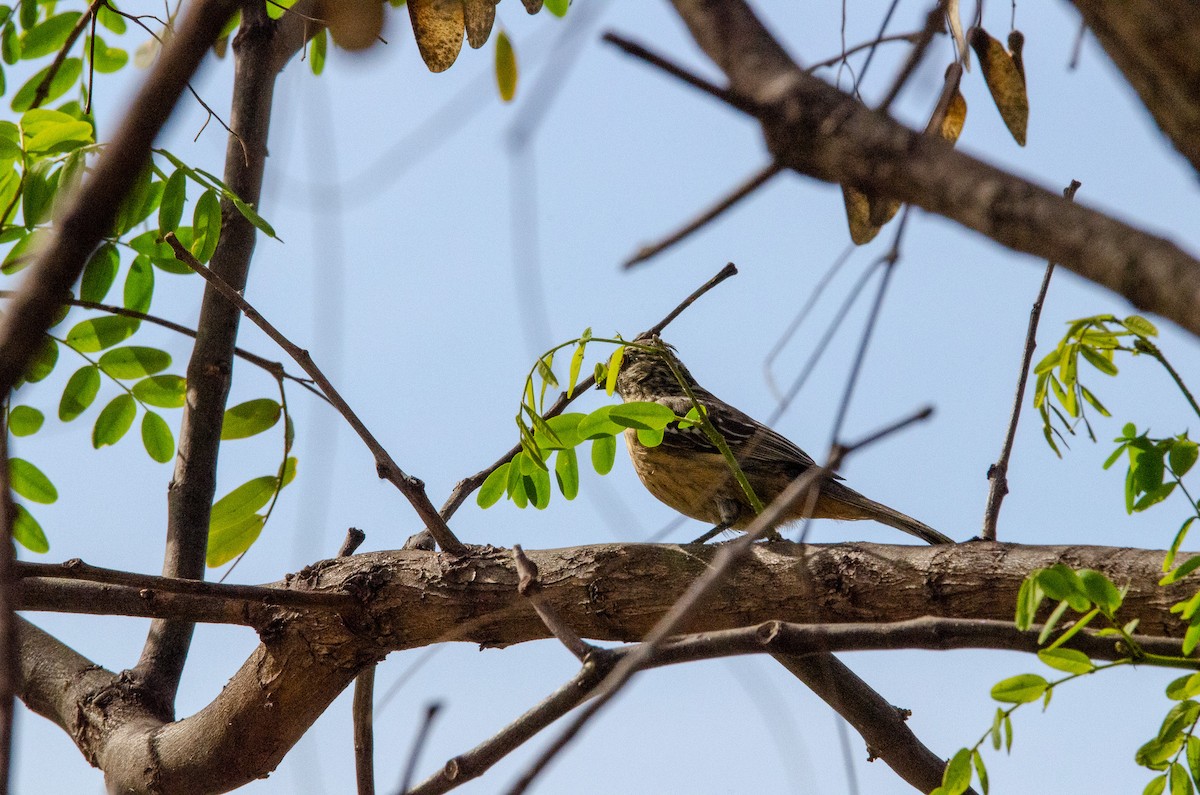 Rara du Paraguay - ML571305911