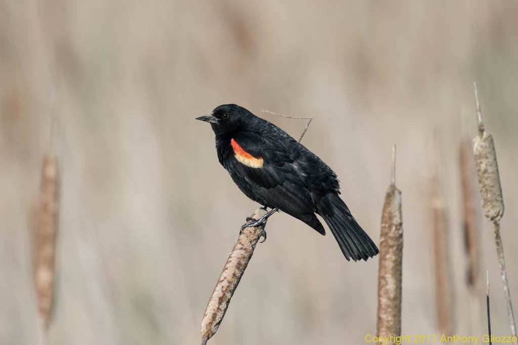 Red-winged Blackbird - Anthony Gliozzo