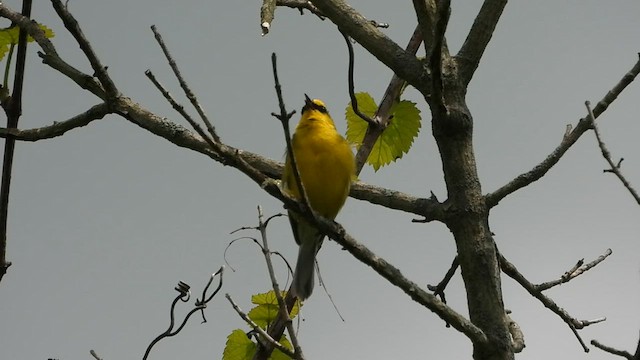 Blauflügel-Waldsänger - ML571306341