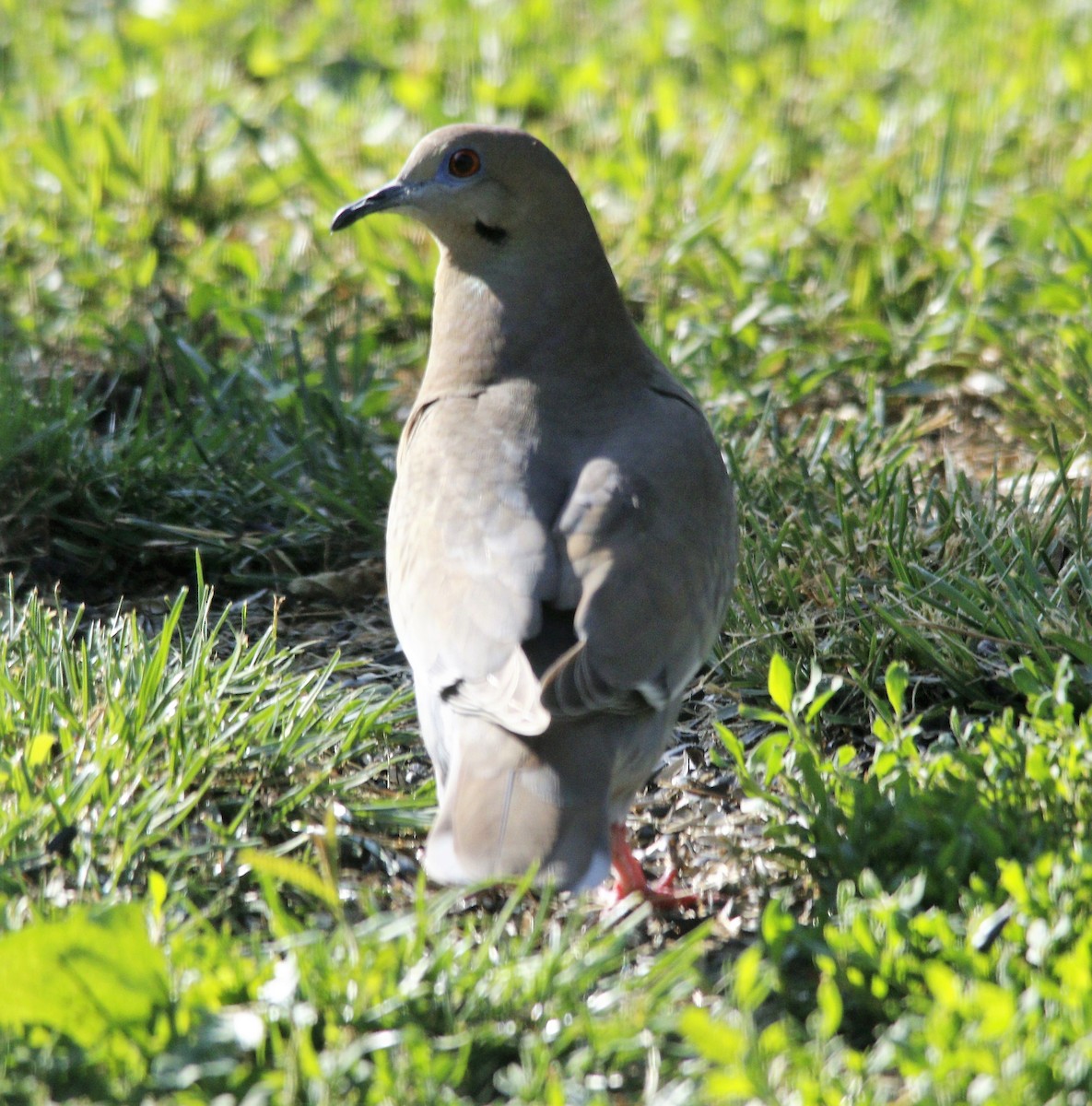 White-winged Dove - ML571308381