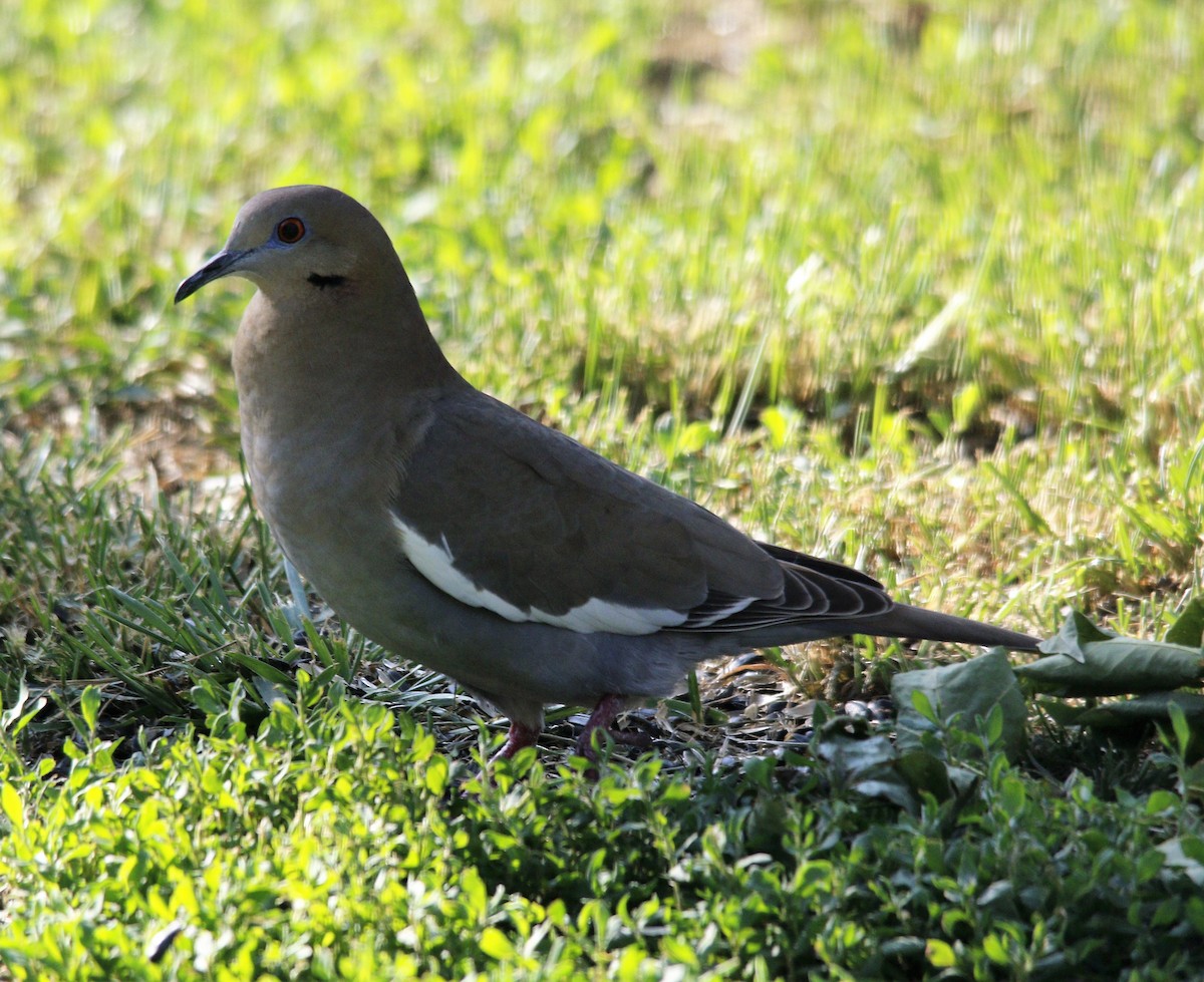 White-winged Dove - ML571308391