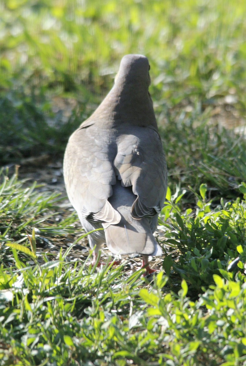 White-winged Dove - ML571308401