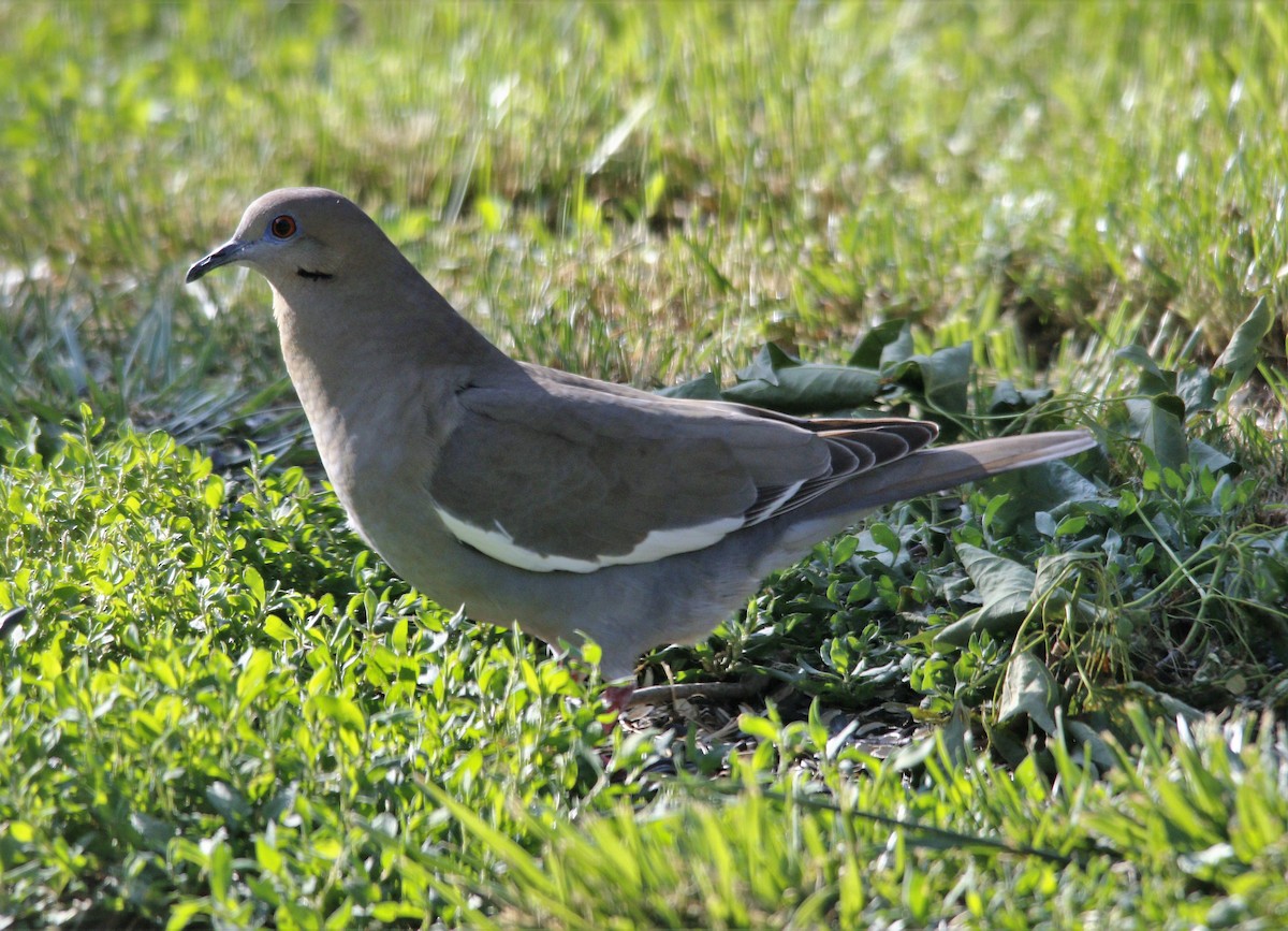 White-winged Dove - ML571308411