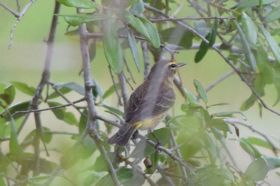 Palm Warbler - ML571308521