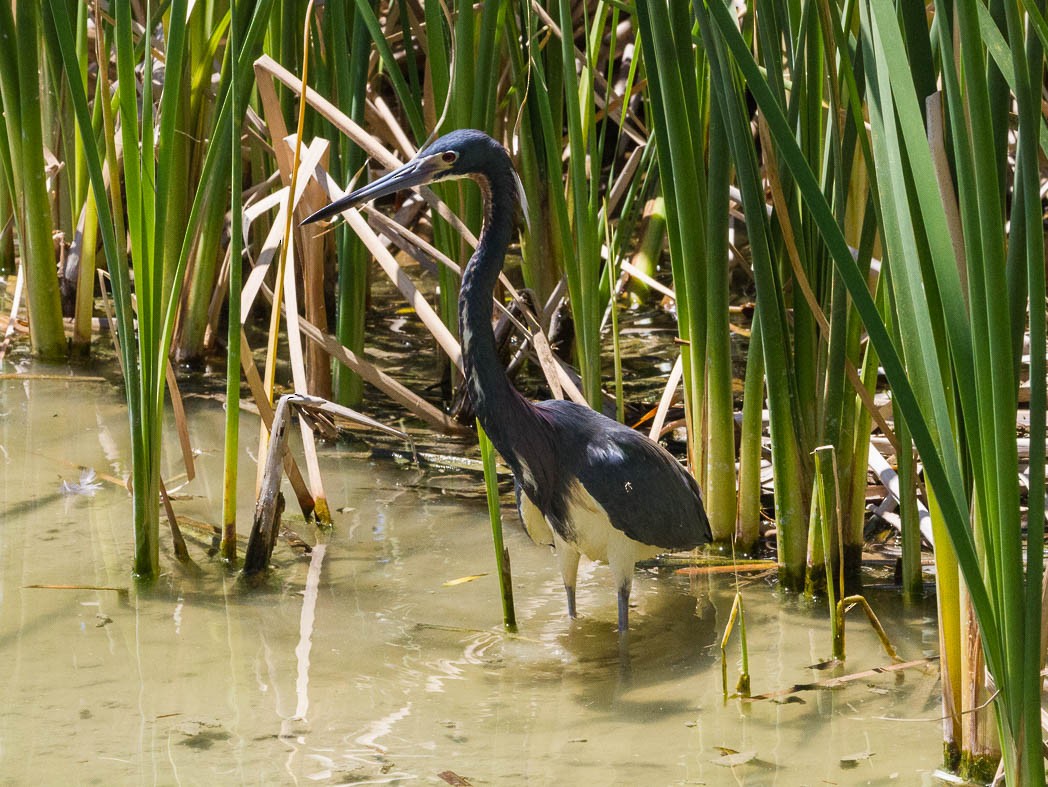 Tricolored Heron - ML57130891