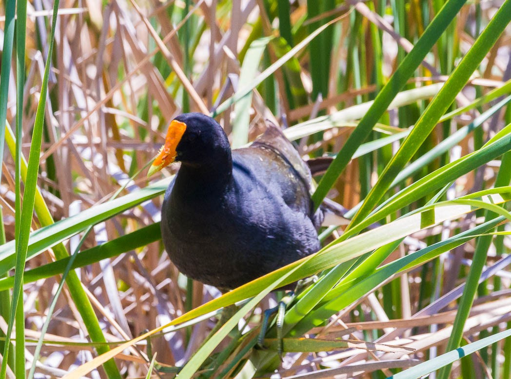 Common Gallinule (American) - ML57130921