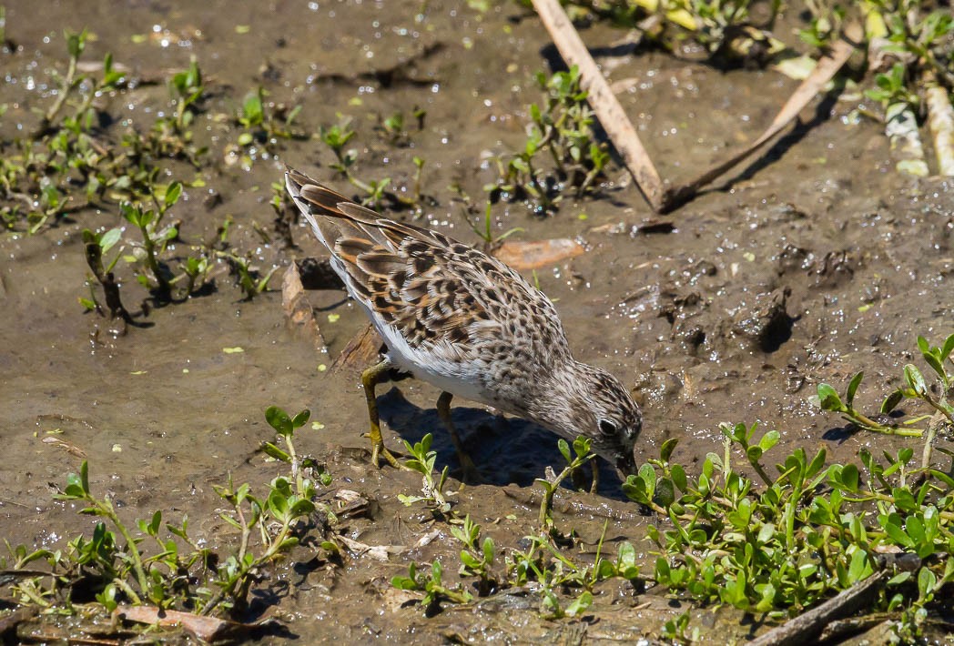 Least Sandpiper - ML57130951