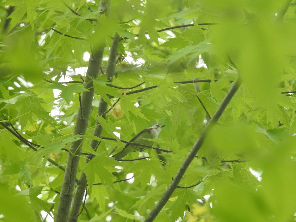 Chestnut-sided Warbler - ML571309651