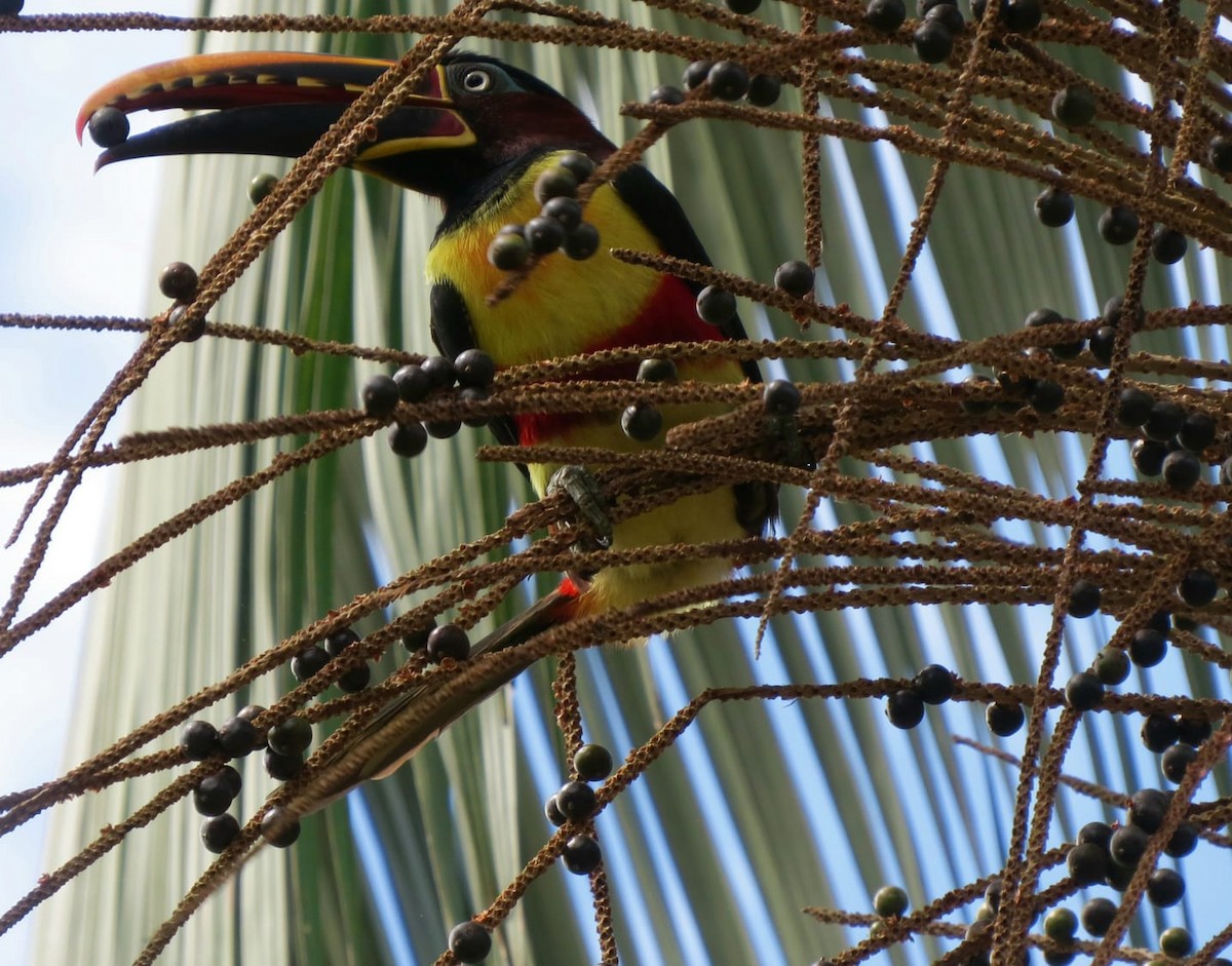 Chestnut-eared Aracari - ML571310011