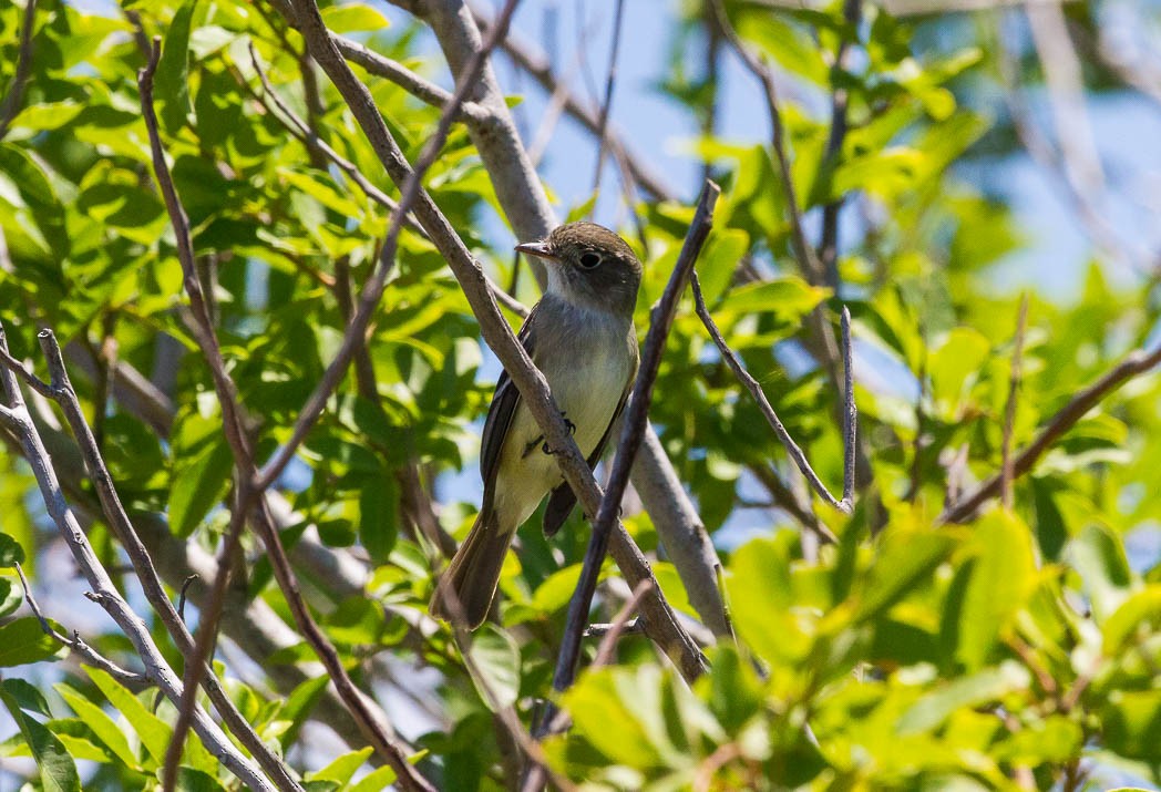 Empidonax sp. - ML57131031