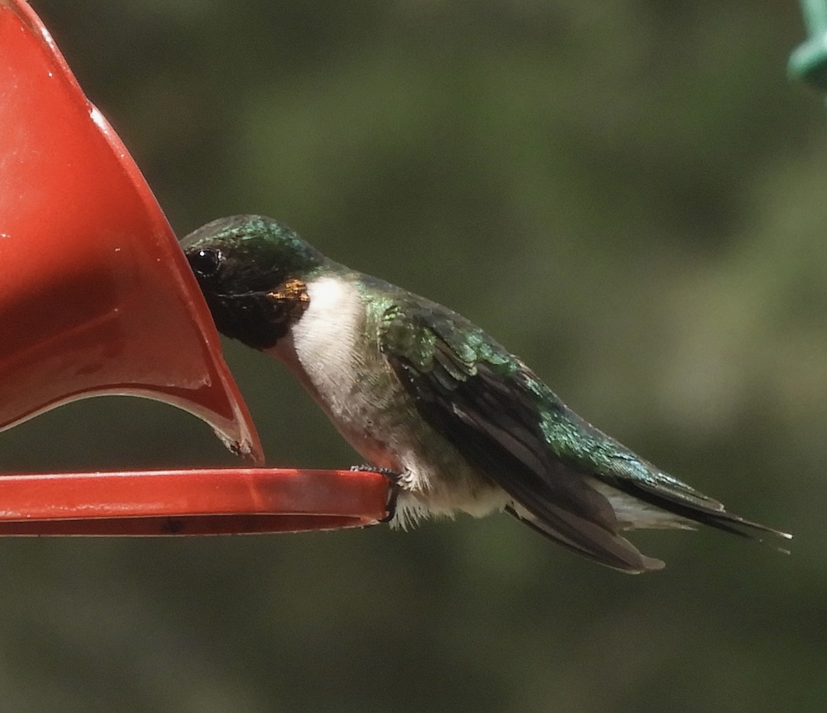 Ruby-throated Hummingbird - ML571310721