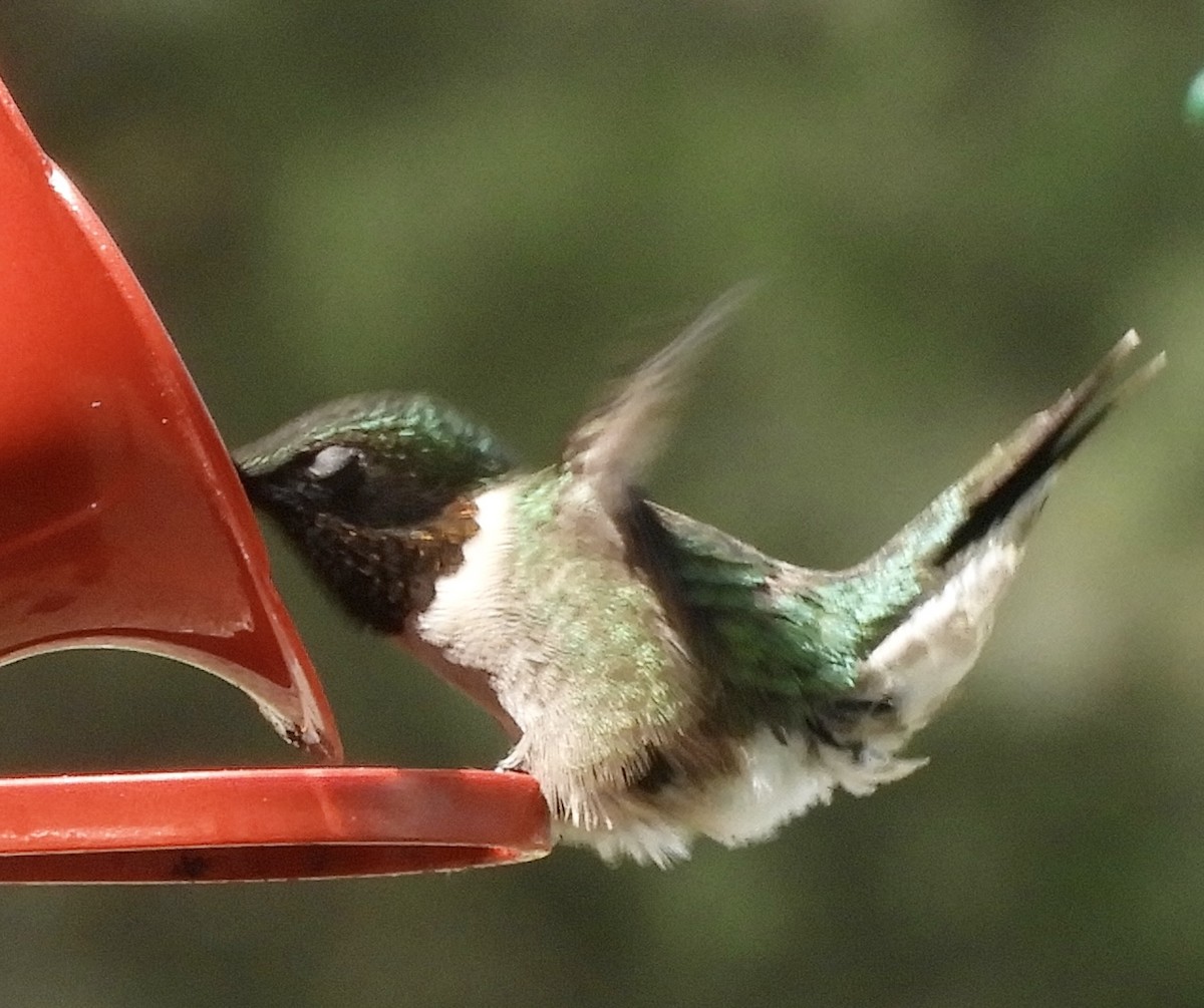 Ruby-throated Hummingbird - ML571310731