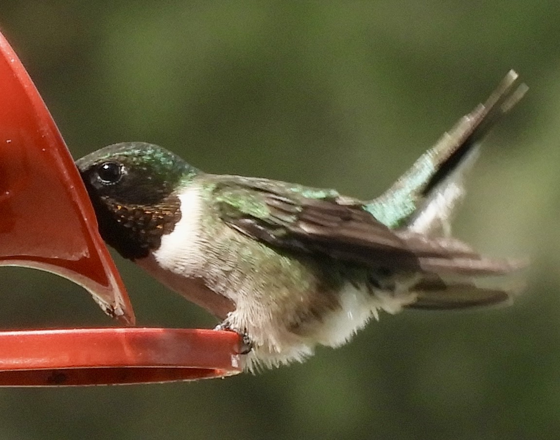 Ruby-throated Hummingbird - ML571310741