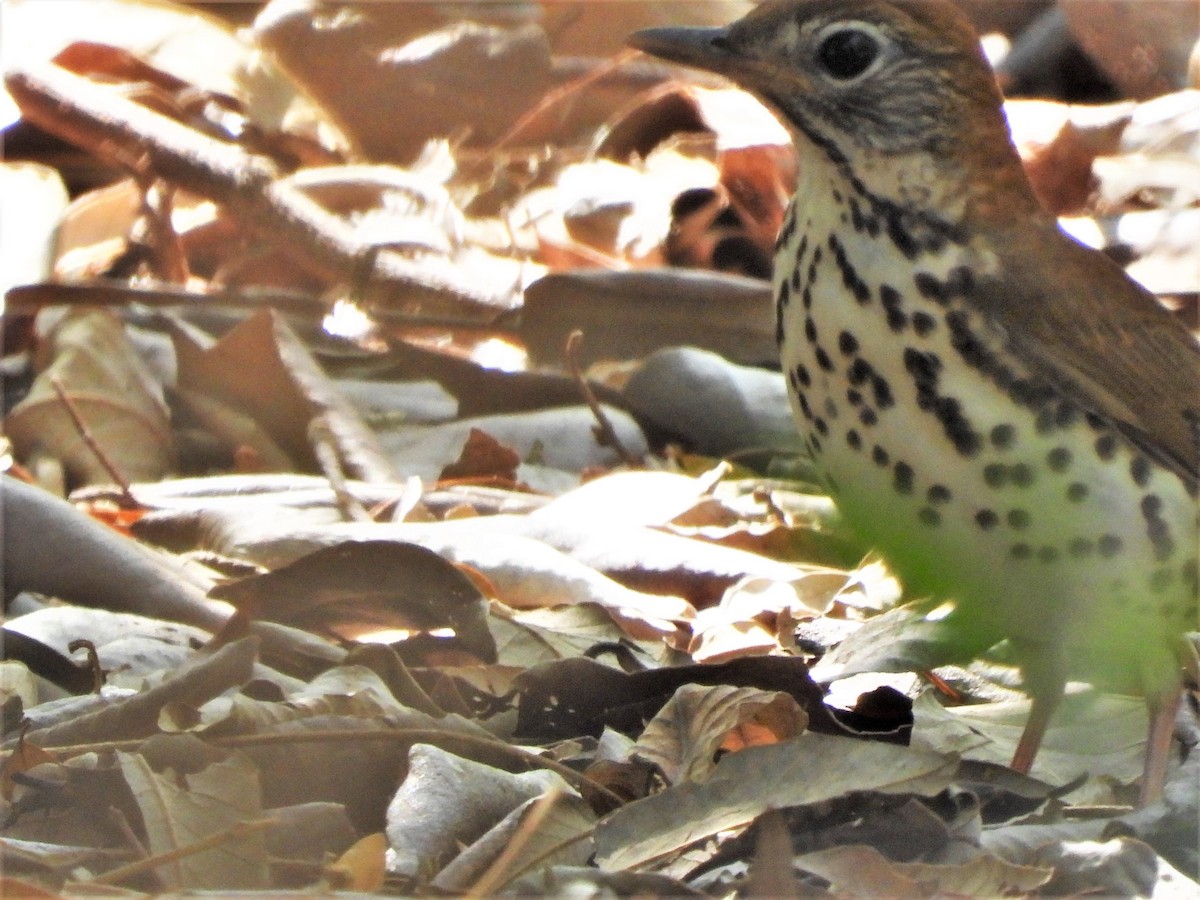 Wood Thrush - ML571310861