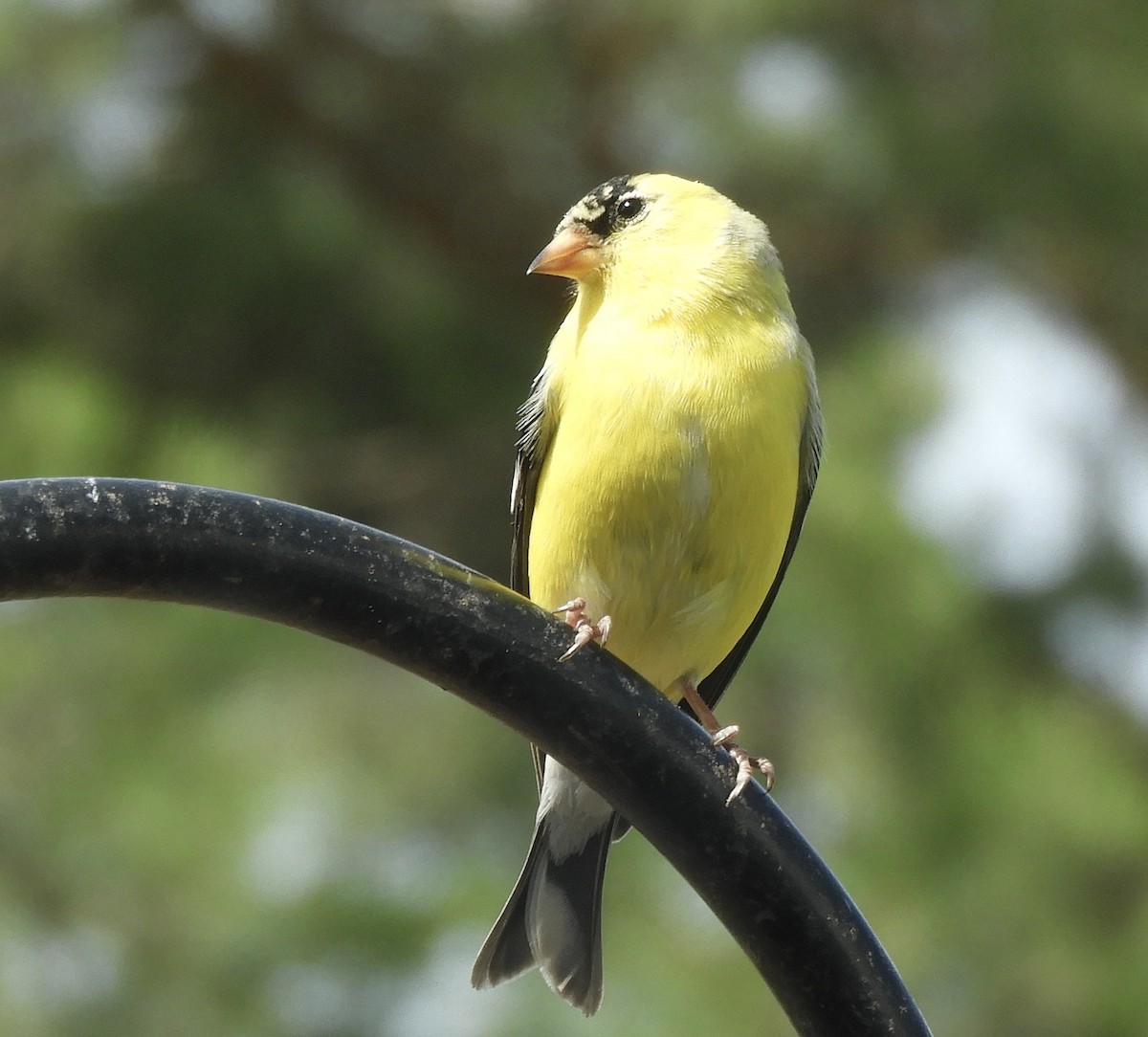 American Goldfinch - ML571311401
