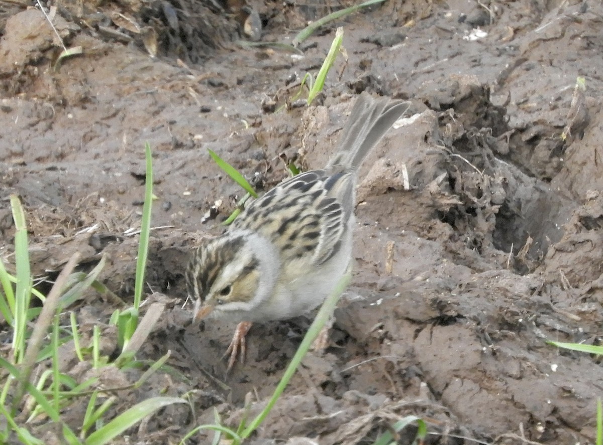 Clay-colored Sparrow - ML571311551