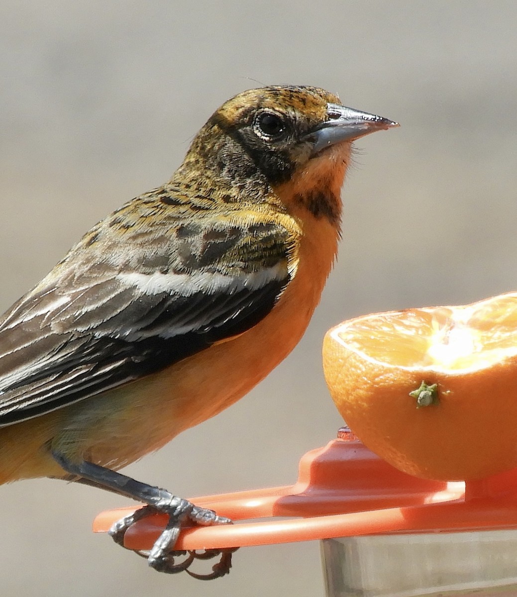 Baltimore Oriole - ML571311751