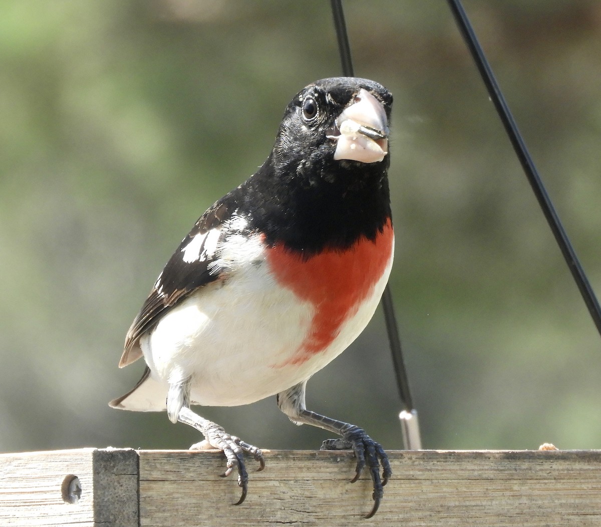 Rose-breasted Grosbeak - ML571312251