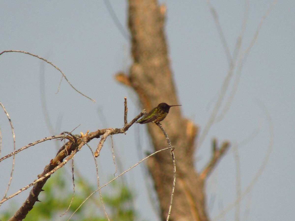 Black-chinned Hummingbird - ML571312391