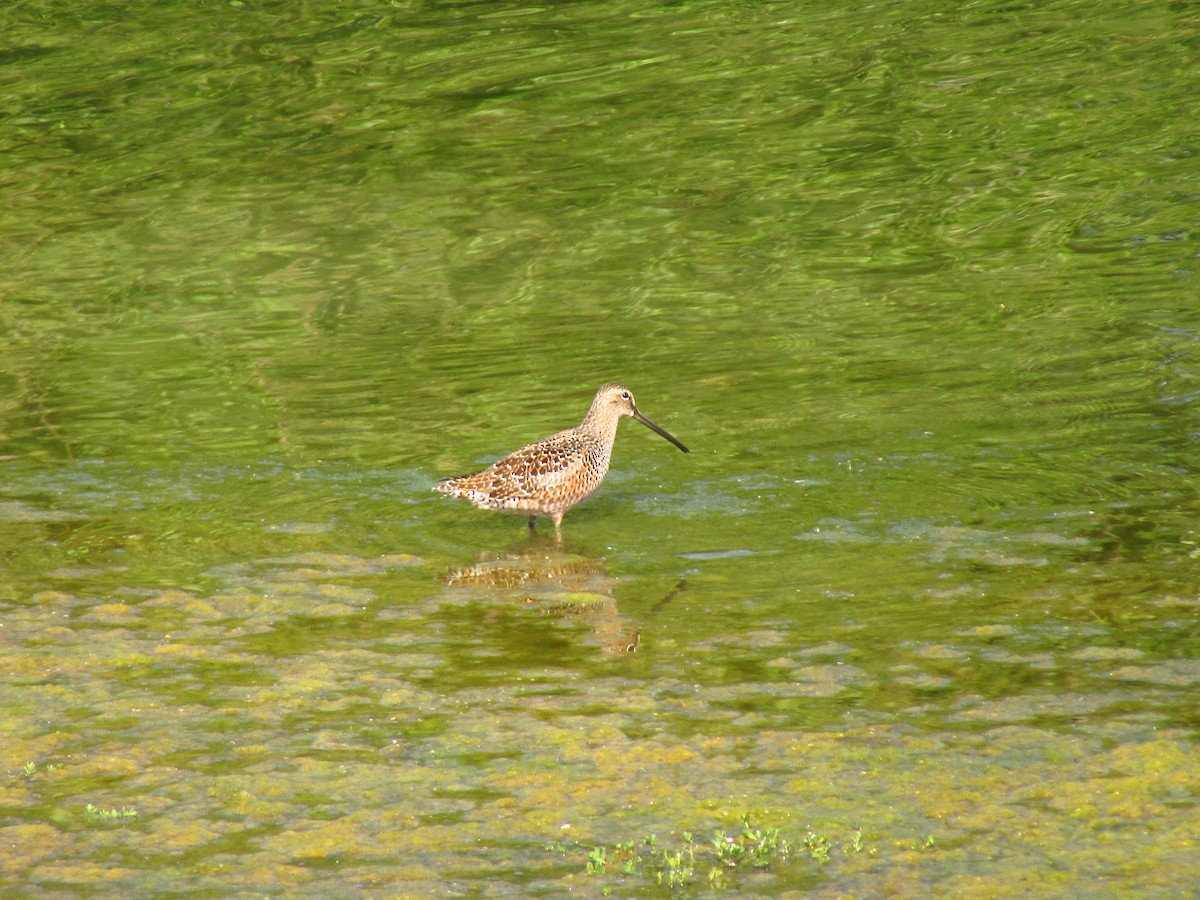 Long-billed Dowitcher - ML571312621
