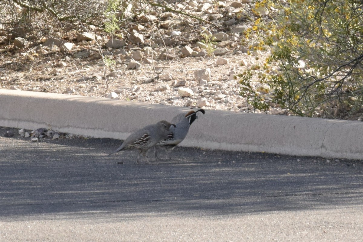 Gambel's Quail - ML571312901