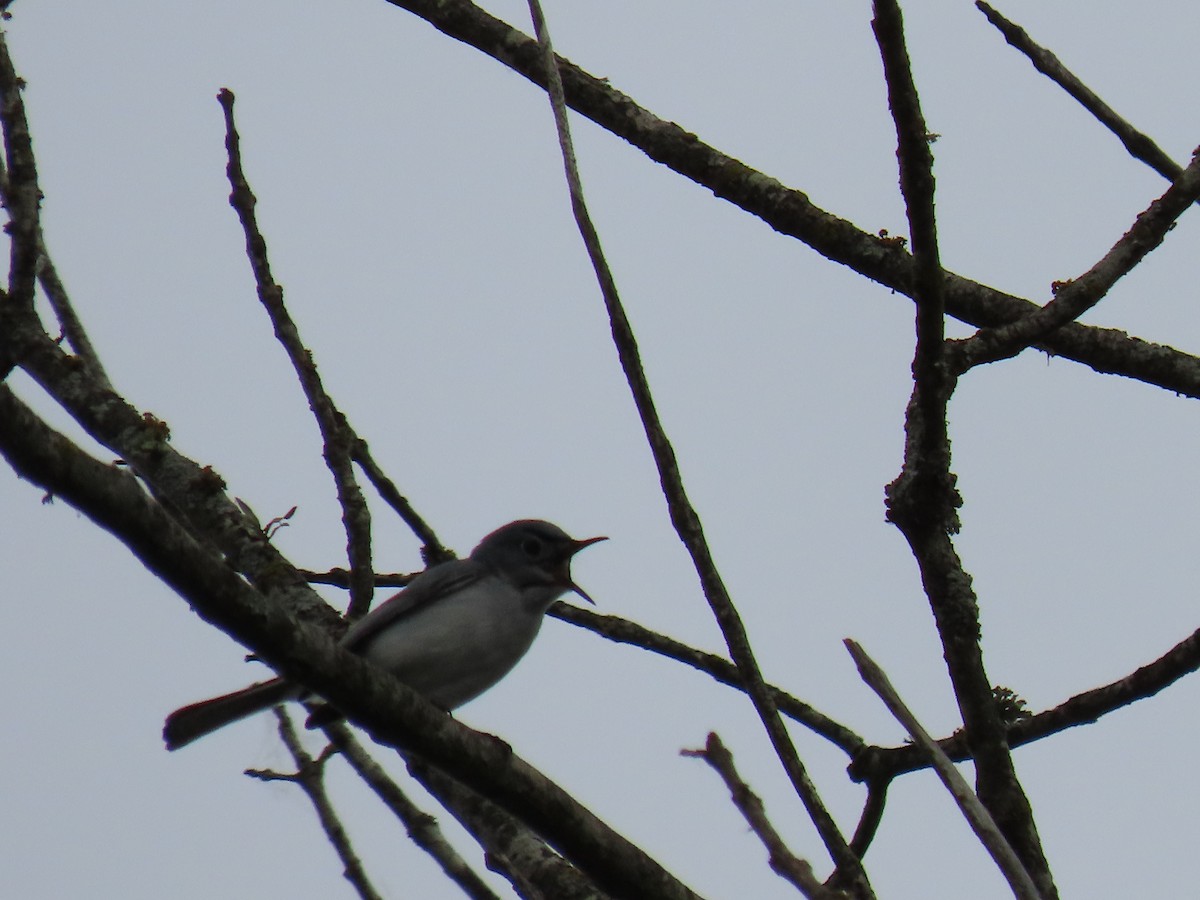 Blue-gray Gnatcatcher - ML571313861