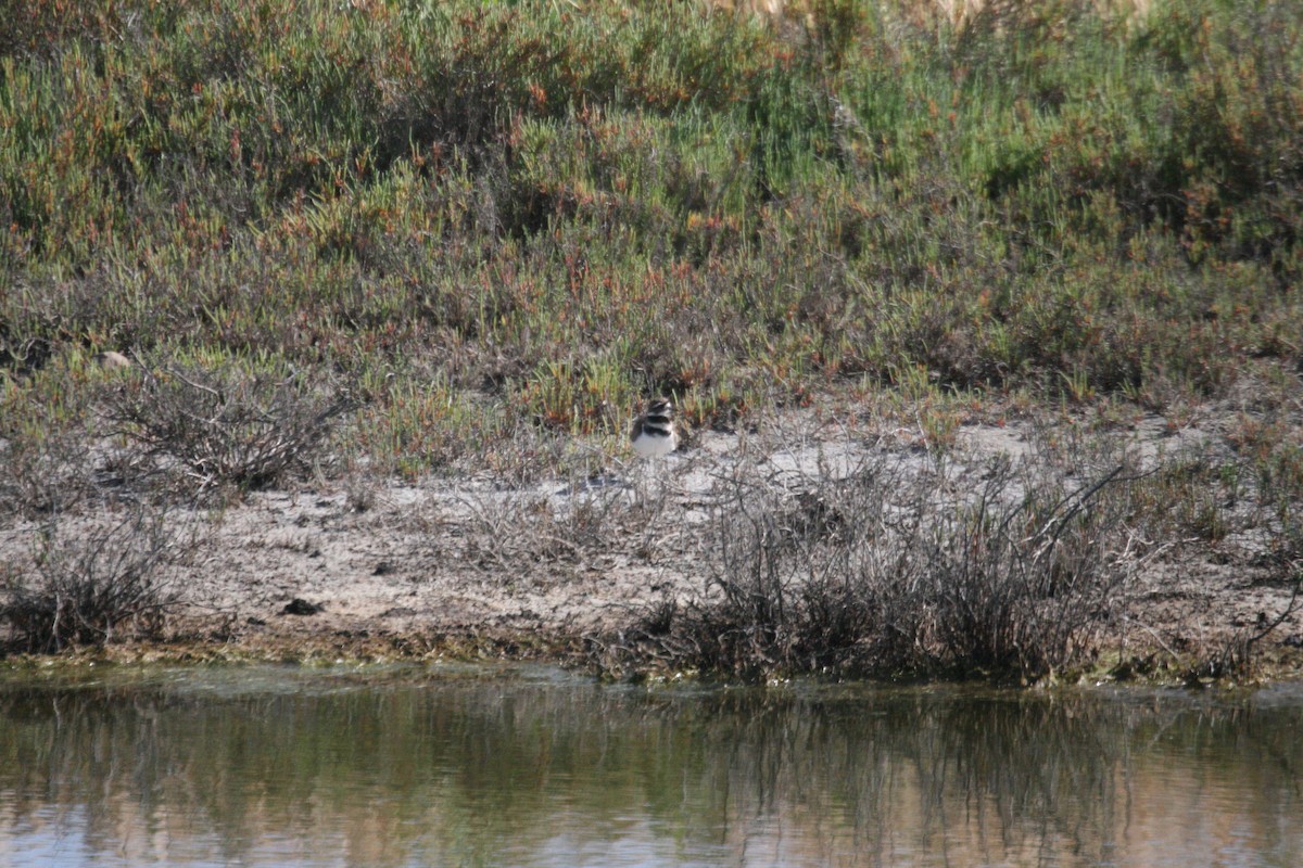 Killdeer - ML571315041