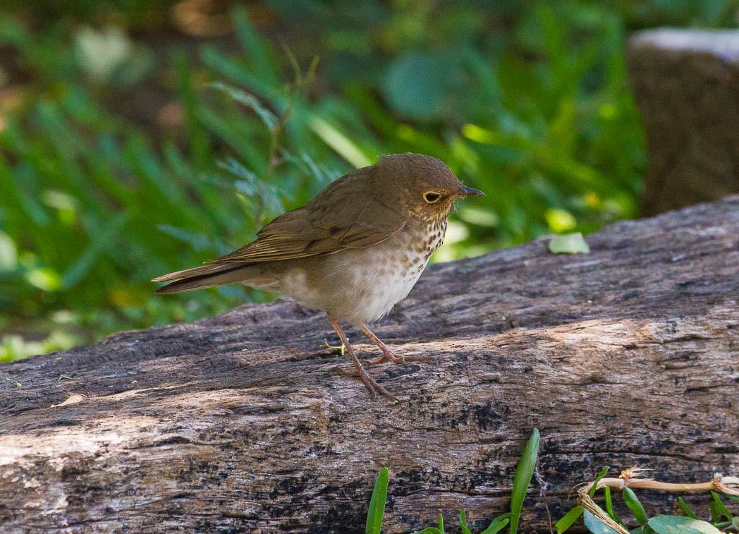 Swainson's Thrush - ML57131511