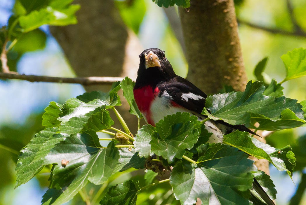 Rose-breasted Grosbeak - ML57131531