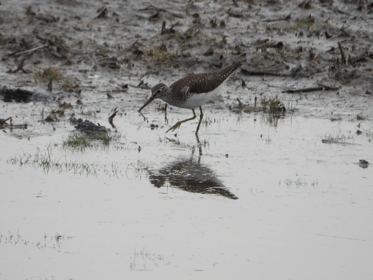 Solitary Sandpiper - ML571315521