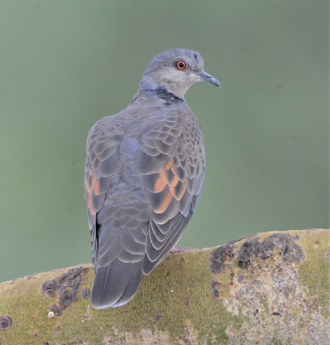 Dusky Turtle-Dove - ML571315581