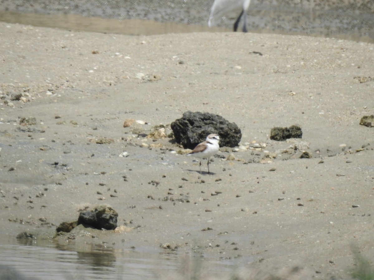 Kentish Plover - ML571317801