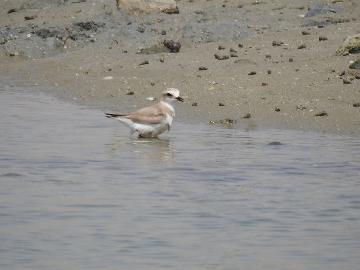 Kentish Plover - ML571317831