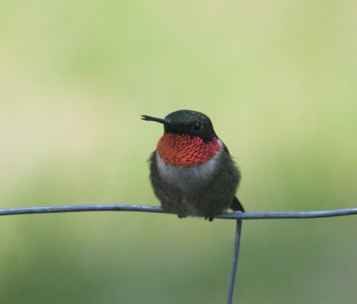 Ruby-throated Hummingbird - ML571318011