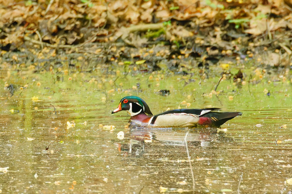 Wood Duck - ML571318171