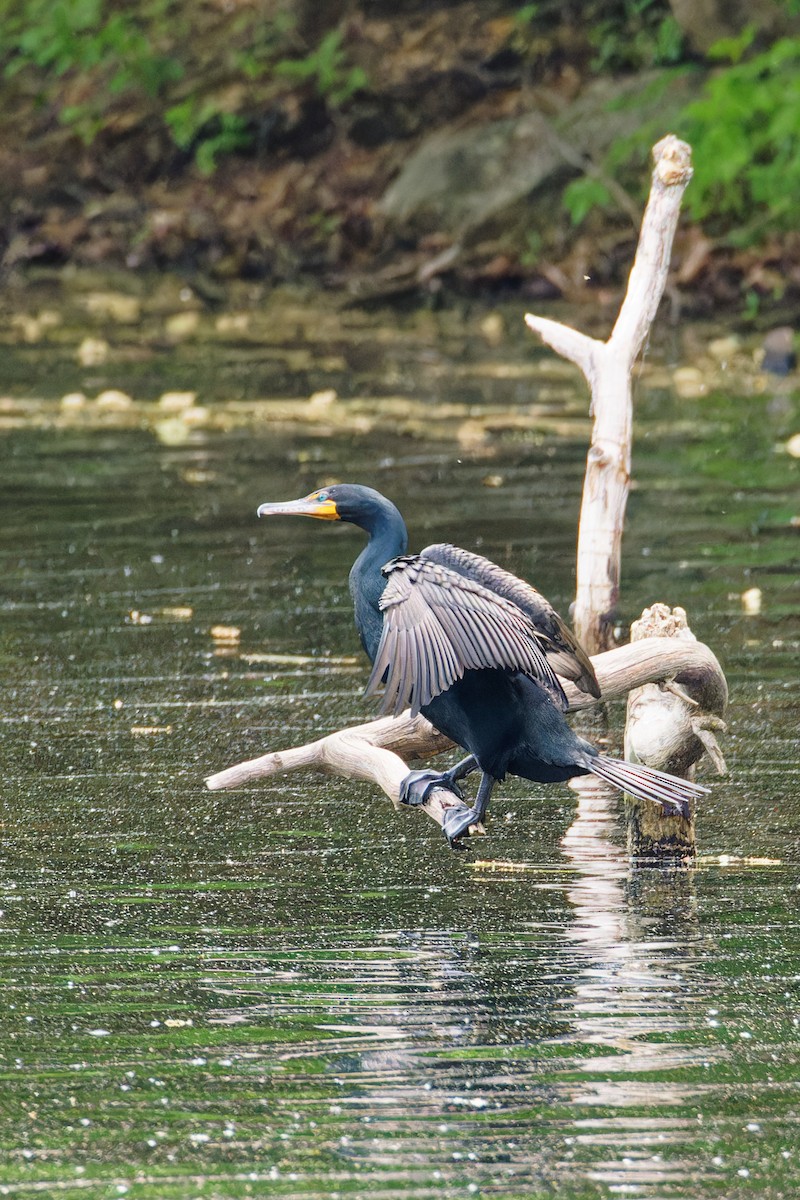 Cormoran à aigrettes - ML571318231