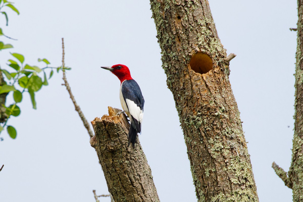Red-headed Woodpecker - ML571318341